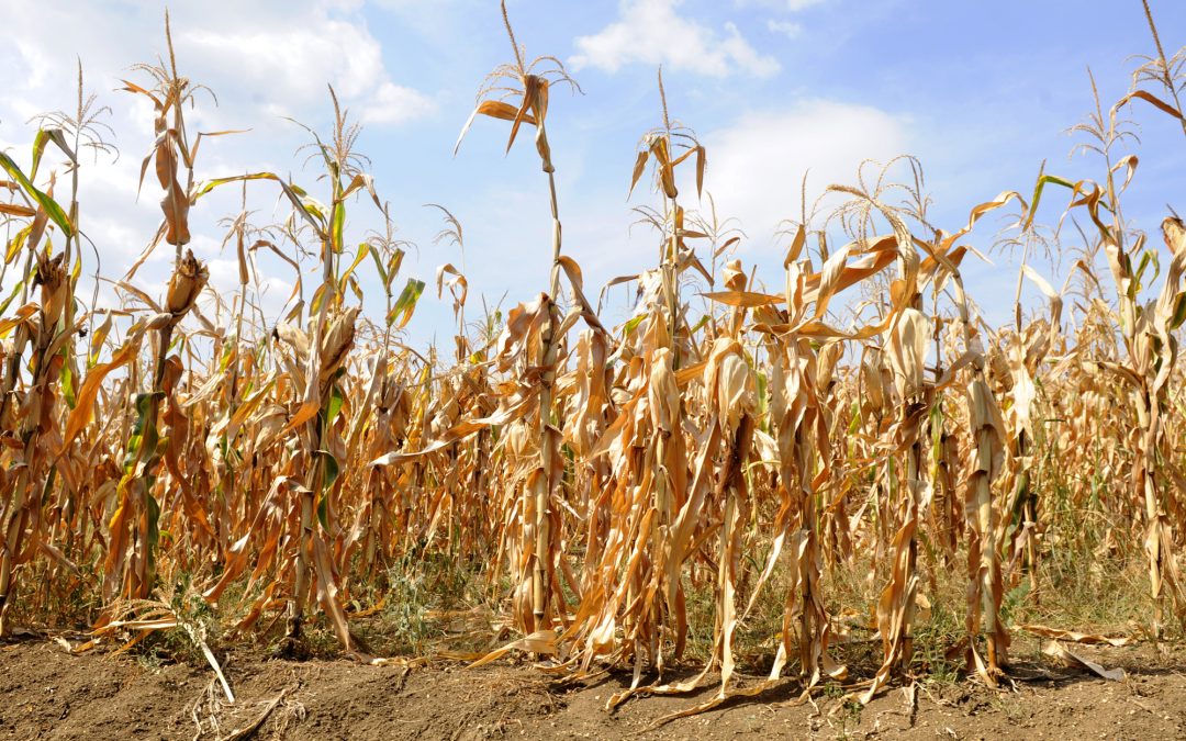 Transforming Crop Insurance with InsurTech: Tackling the Top 5 Industry Challenges