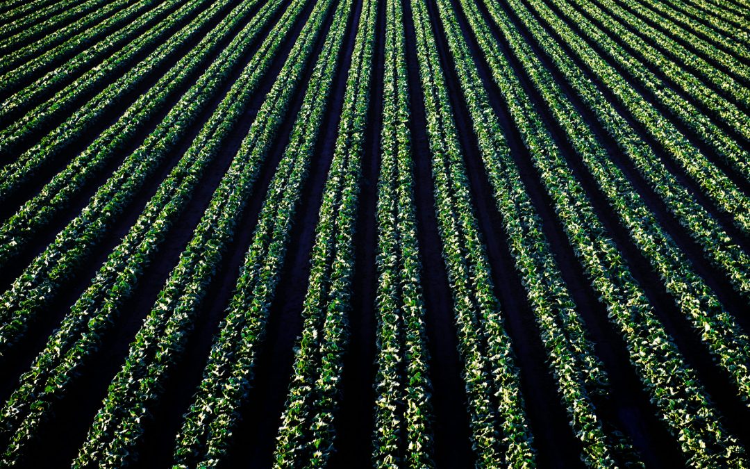 Chicken or Egg? The AgTech Adoption Dilemma