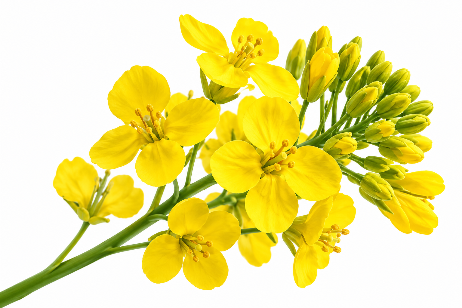 Canola crop supporting agricultural insurance monitoring