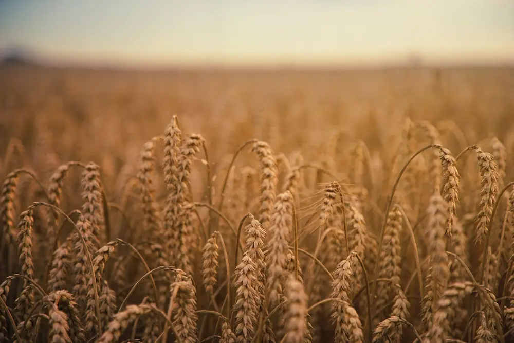 Wheat field at sunset