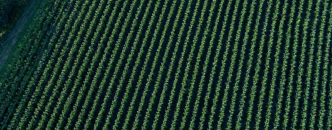 Top-down view of healthy mid-season crop rows