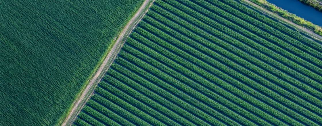 Aerial view of two neighbouring fields divided by a farm track