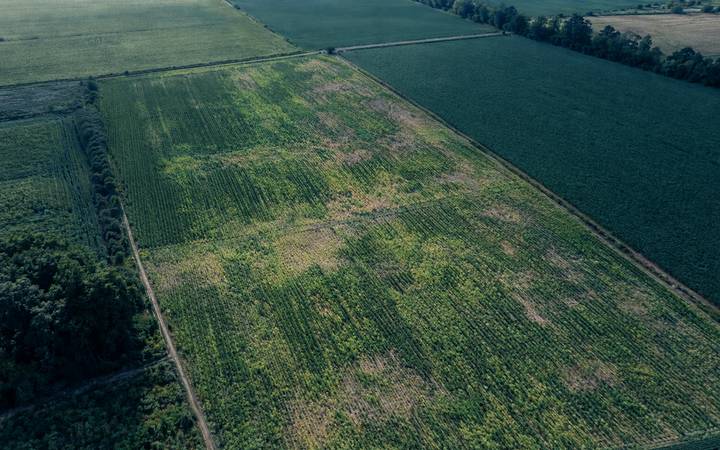 Aerial view of a field with patchy, uneven crop growth